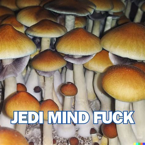 jedi mind fuck effects|Jedi Mind Fuck Magic Mushrooms